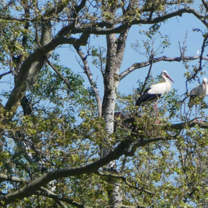 Visite Narbonne et Rando-Nature
