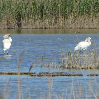 Visite Narbonne et Rando-Nature